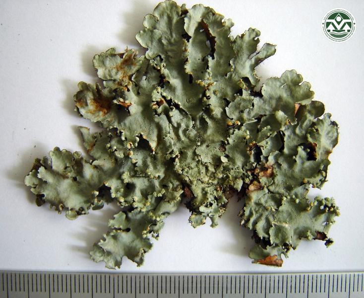 Rimelia reticulata