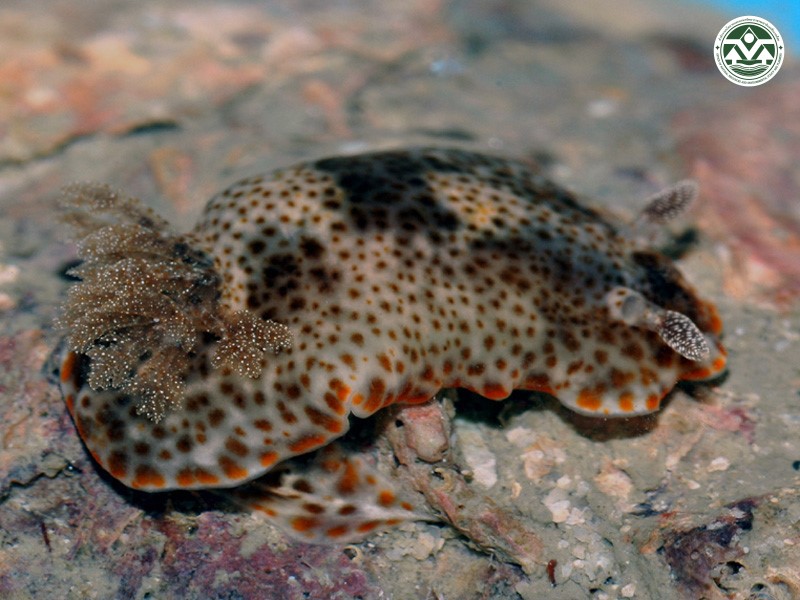 Risbecia tryoni