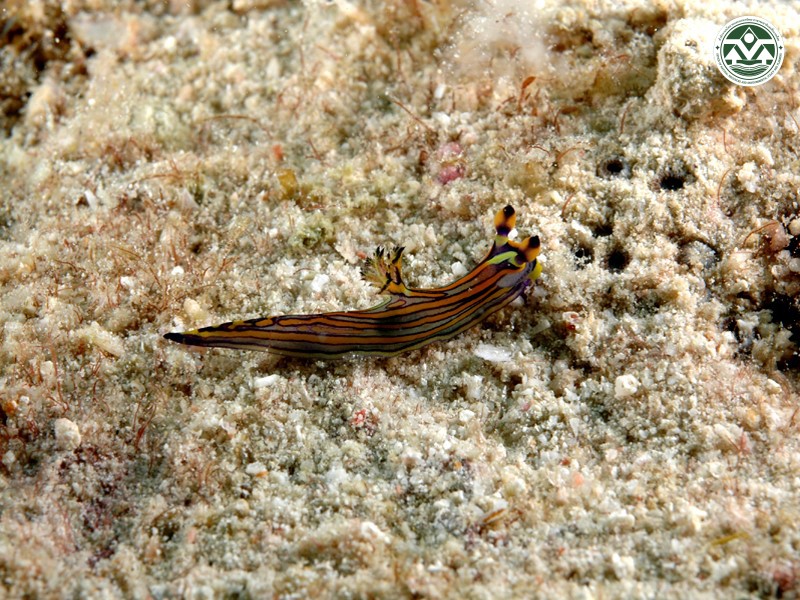 Roboastra arika