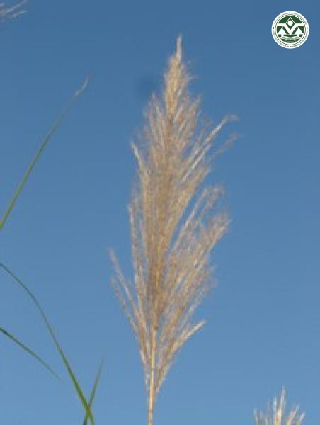 Saccharum spontaneum