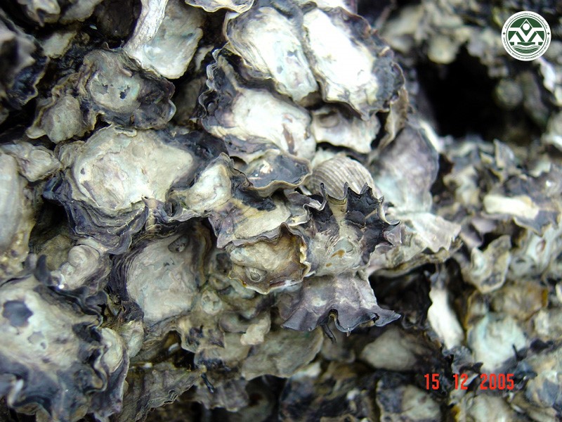 Saccostrea forskalii