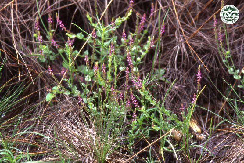 Salomonia longiciliata