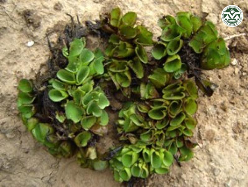 Salvinia cucullata