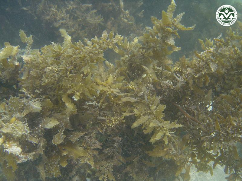 Sargassum oligocystum