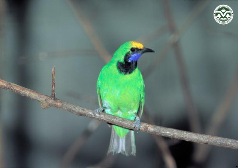 Saxicola ferrea