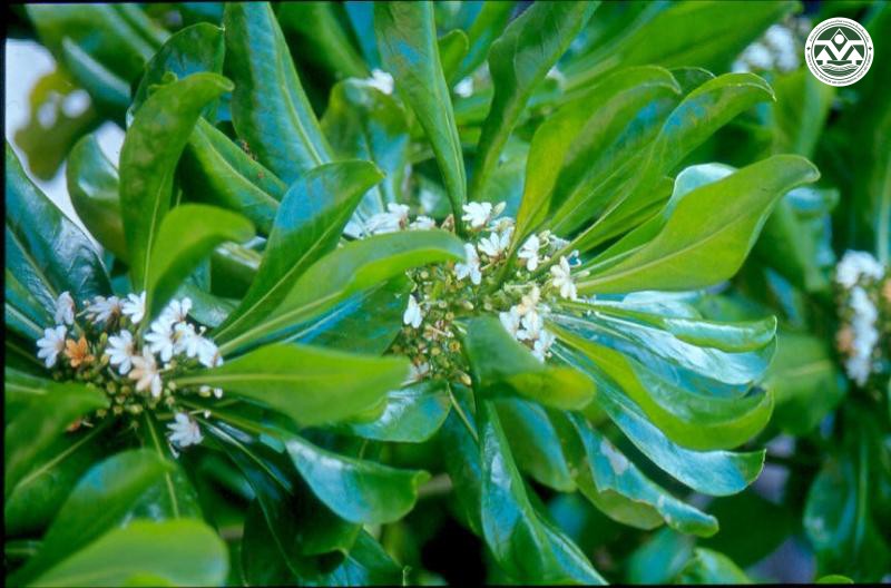Scaevola taccada