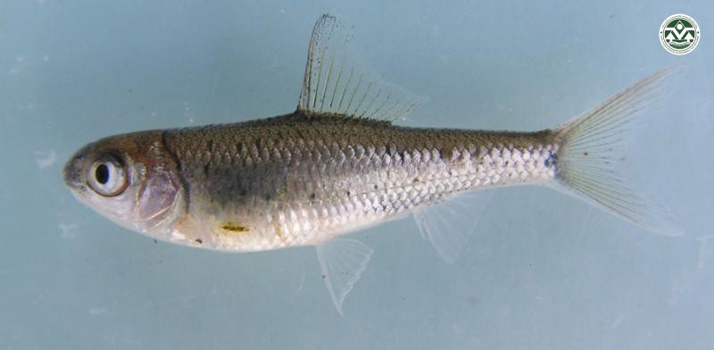 Scaphiodonichthys acanthopterus