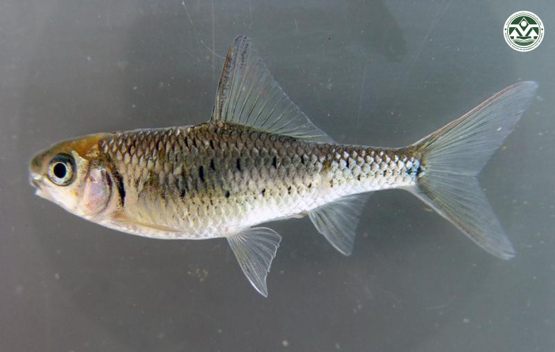 Scaphiodonichthys burmanicus