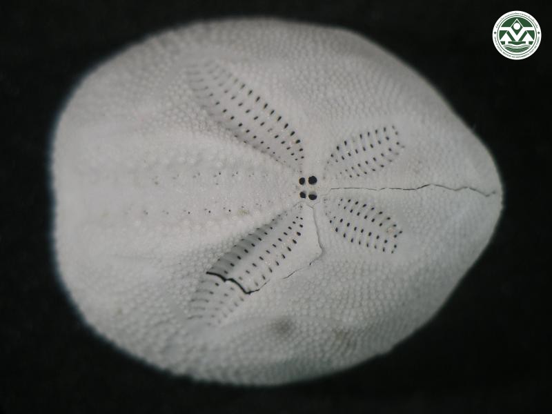 Schizaster lacunosus