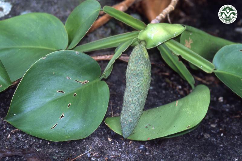 Scindapsus officinalis