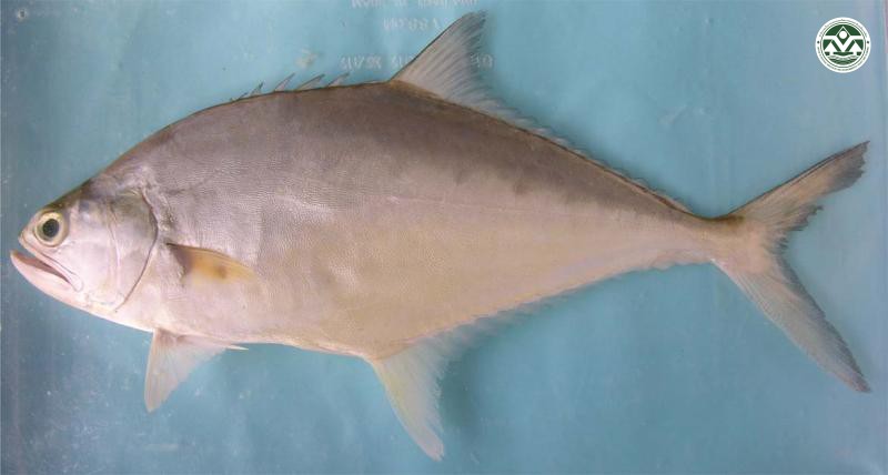 Scomberoides tala