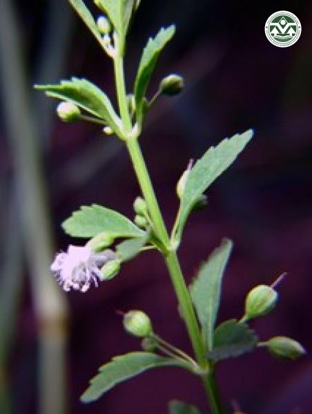 Scoparia dulcis