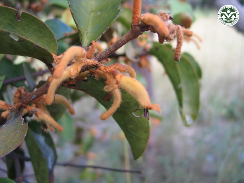 Scurrula ferruginea