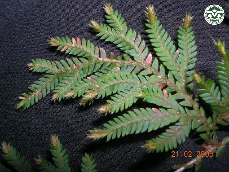Selaginella roxburghii