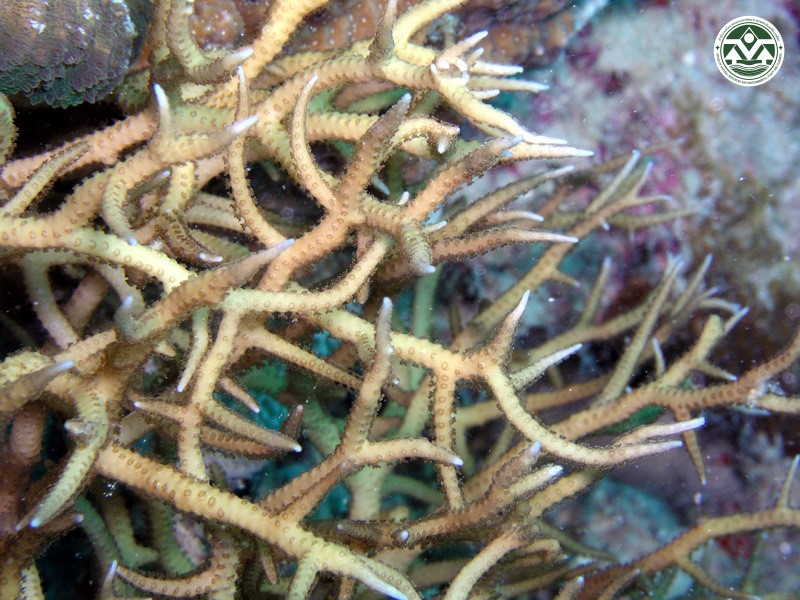 Seriatiopora hystrix