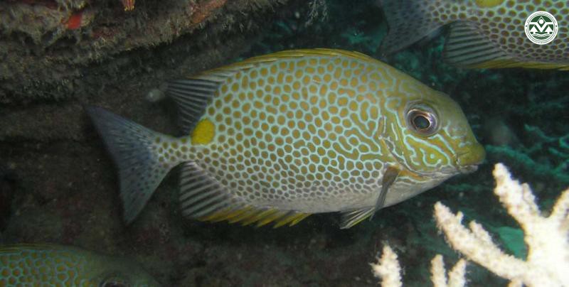 Siganus guttatus