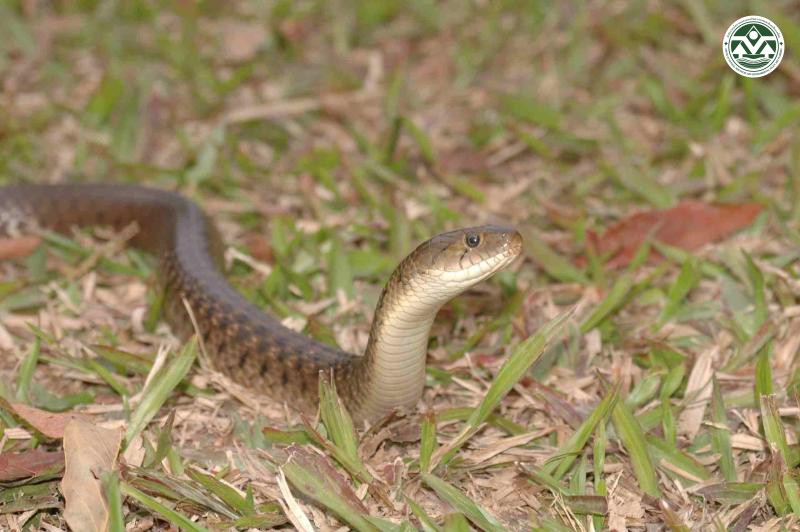 Sinonatrix percarinata
