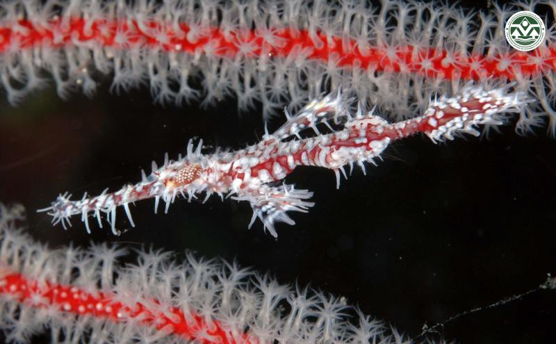 Solenostomus paradoxus