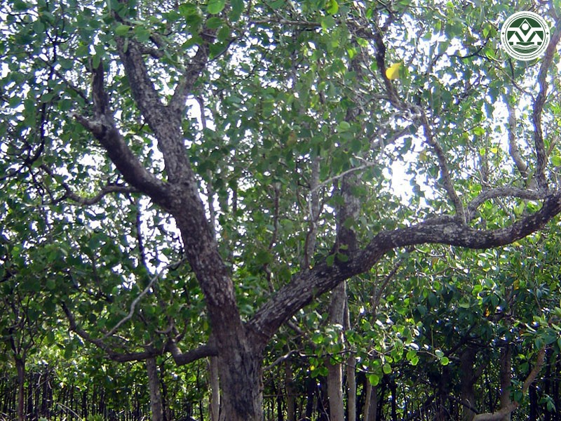 Sonneratia griffithii