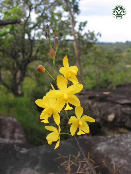 Spathoglottis affinis