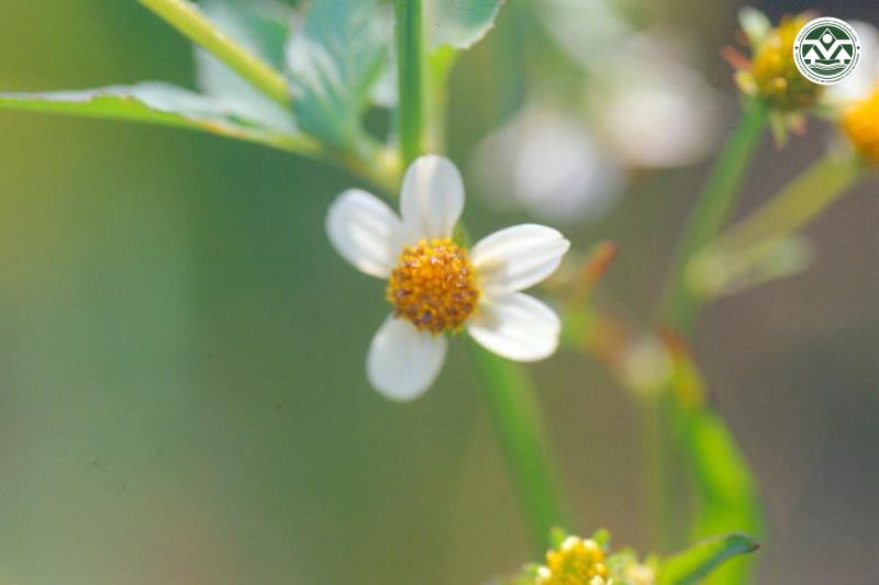 Sphenoclea zeylanica