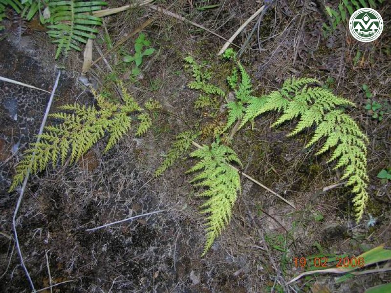 Sphenomeris chinensis