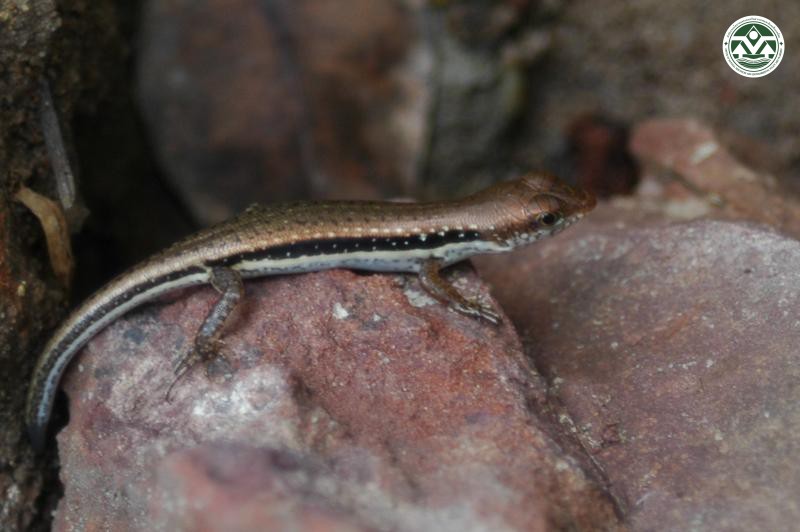 Sphenomorphus maculatus