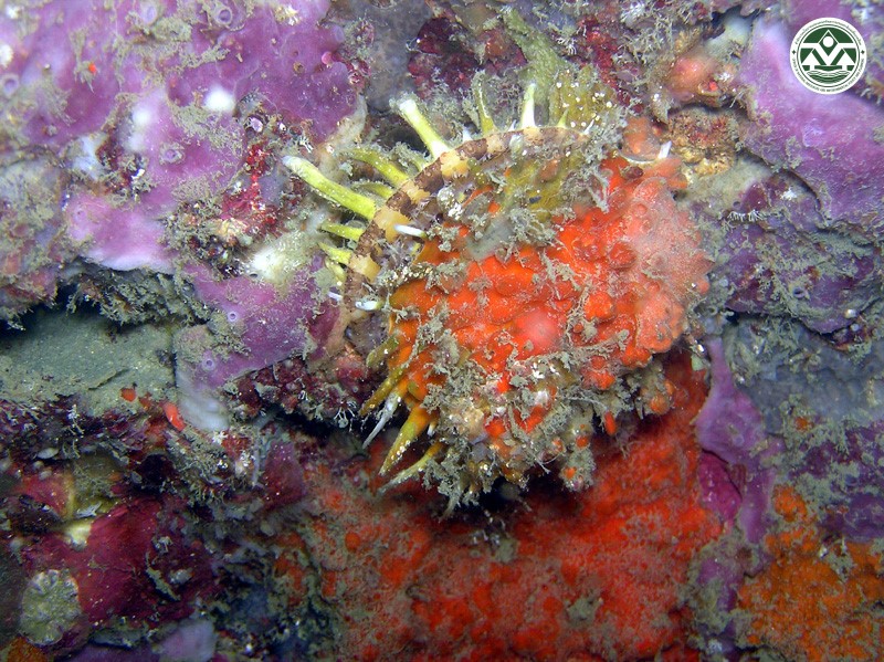 Spondylus versicolor