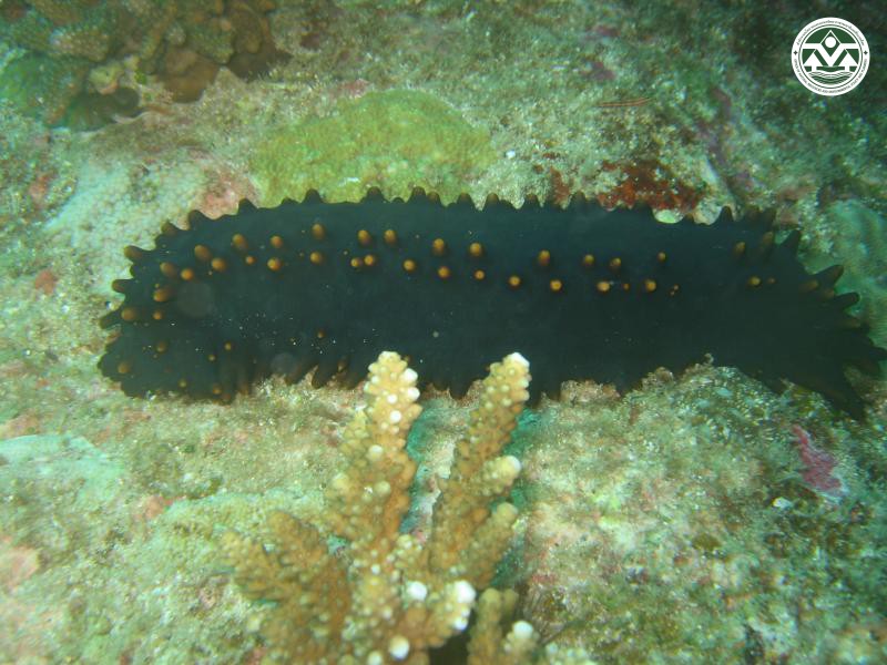 Stichopus chloronotus
