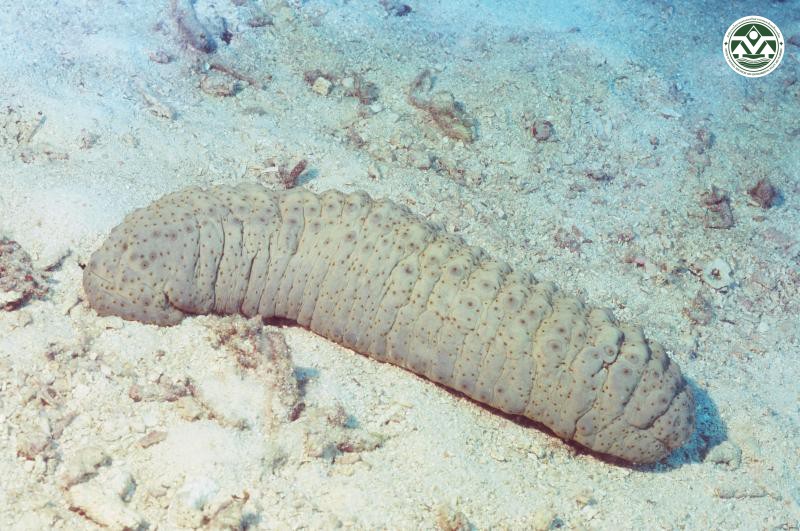 Stichopus hermanni