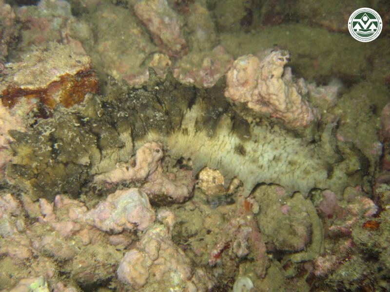Stichopus horrens