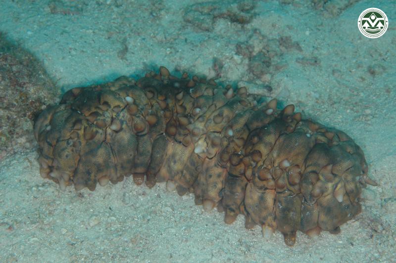 Stichopus pseudohorrens