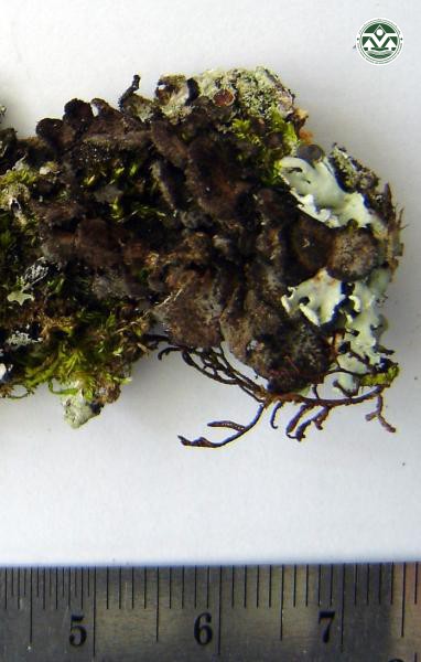 Sticta fuliginosa