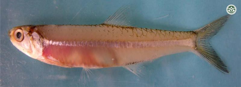 Stolephorus comersonii