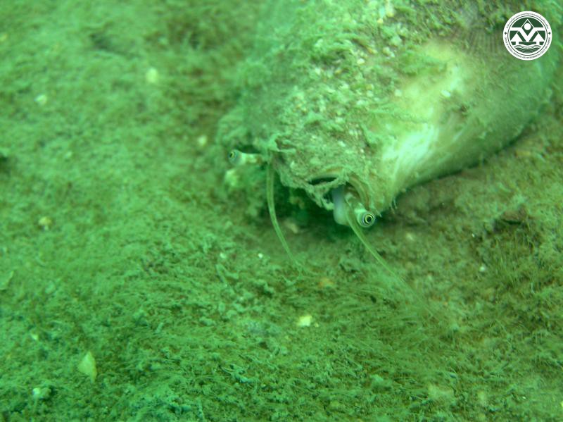 Strombus canarium