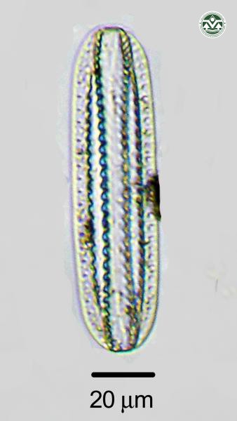 Surirella tenera