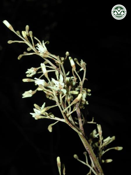 Swintonia floribunda