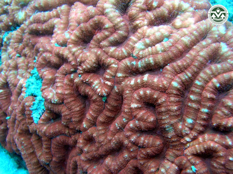 Symphyllia radians