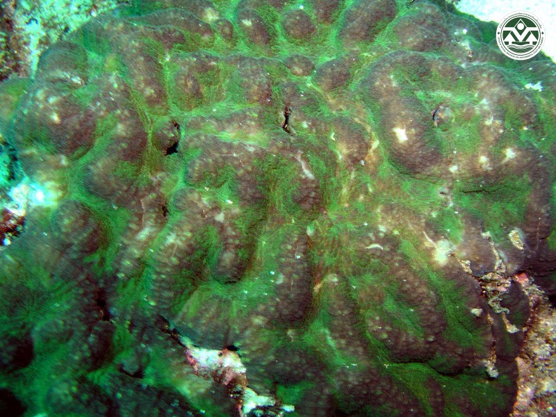 Symphyllia recta