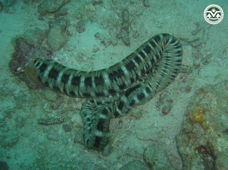 Synapta maculata