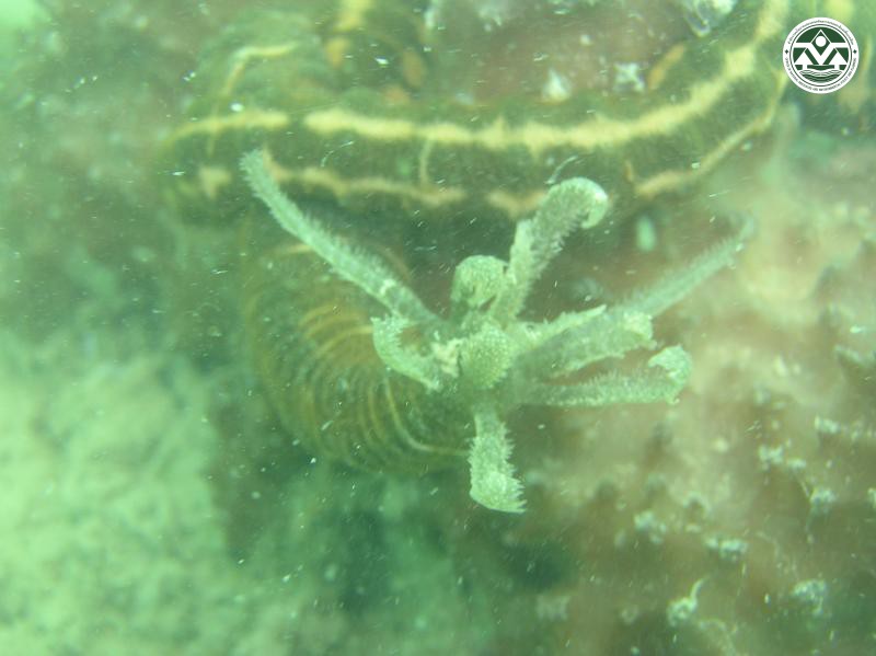 Synaptula recta