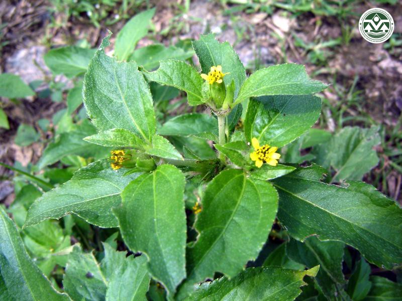 Synedrella nodiflora