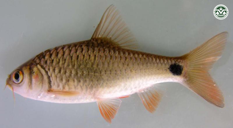 Systomus orphoides