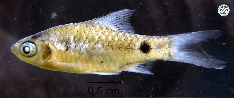 Systomus stolickanus