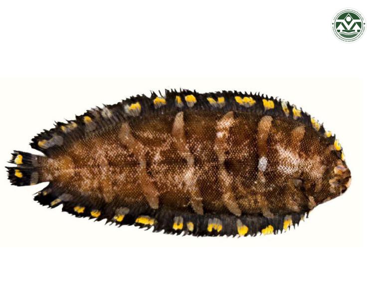 Soleichthys siammakuti 