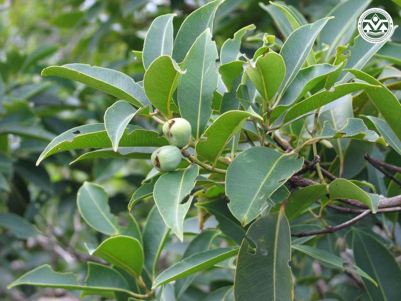 Syzygium pachysarcum