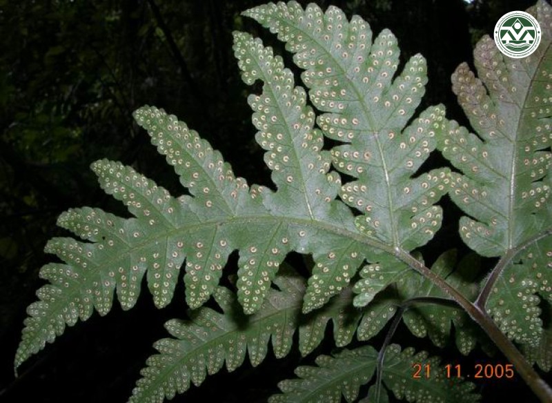 Tectaria coadunate
