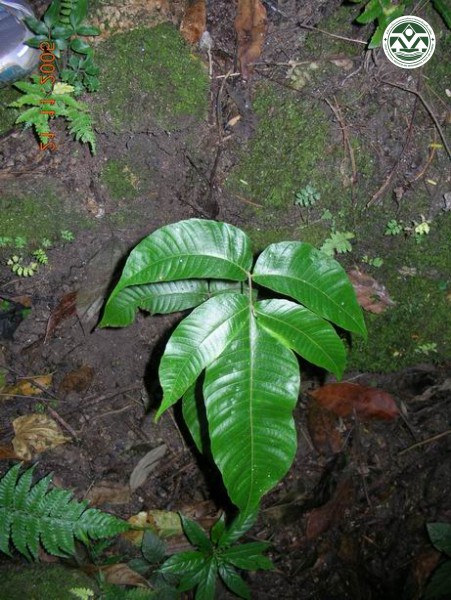 Tectaria herpetocaulos