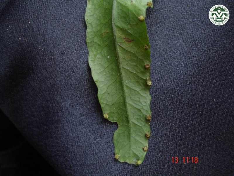Tectaria laotica