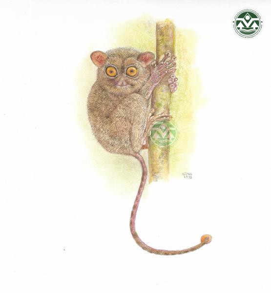 Tarsius sirindhornae
